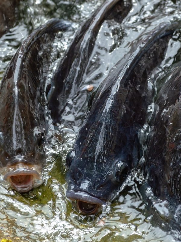 tilapia-g57874cff1_1280